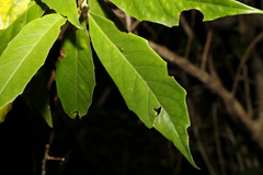 Argophyllum nullumense