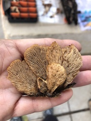 Lentinellus