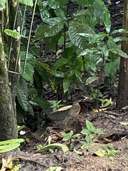 Turdus grayi