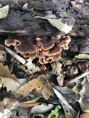 Lentinellus