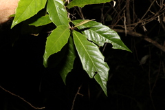 Argophyllum nullumense