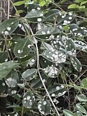 Zanthoxylum coriaceum