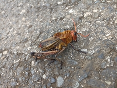 Taeniopoda varipennis