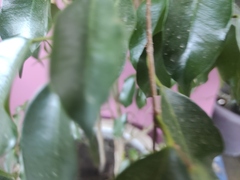 Ficus benjamina