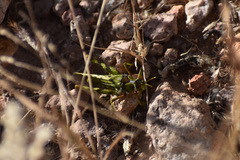 Bootettix argentatus