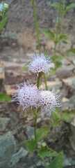 Praxelis clematidea