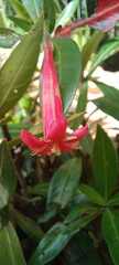Augusta longifolia