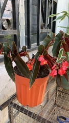 Begonia coccinea