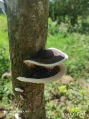 Earliella
