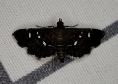 Diathrausta reconditalis