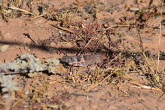 Trimerotropis pallidipennis