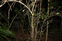 Argophyllum nullumense