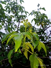 Jatropha gossypiifolia