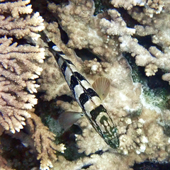 Epinephelus daemelii