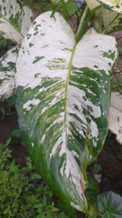 Aglaonema commutatum