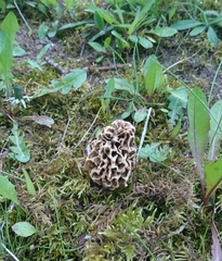 Morchella
