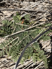 Erodium cicutarium