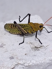 Taeniopoda varipennis