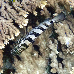 Epinephelus daemelii