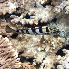 Epinephelus daemelii