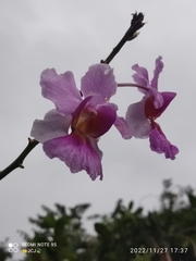 Papilionanthe