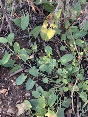 Convolvulus arvensis