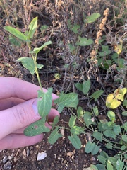 Convolvulus arvensis