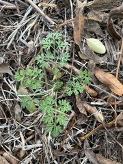 Daucus