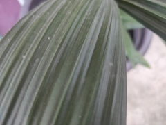 Molineria capitulata