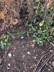 Convolvulus arvensis