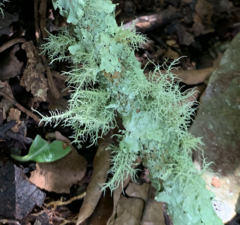Usnea hirta