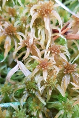 Sphagnum flexuosum