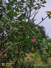 Papilionanthe