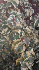 Magnoliopsida