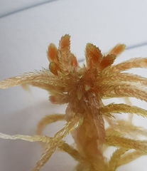 Sphagnum flexuosum