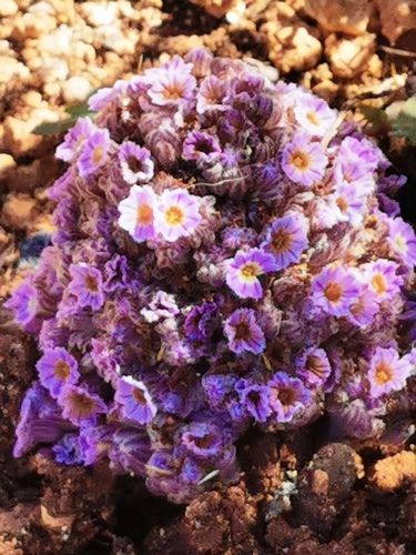 Lennoa madreporoides (Lennoa madreporoides)