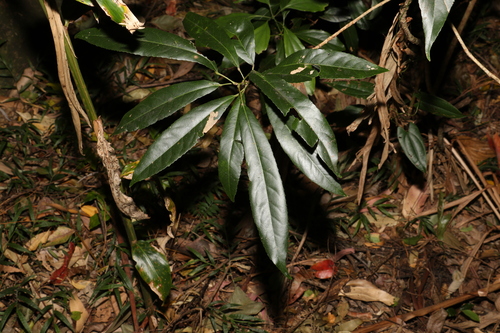 Image of Elaeocarpus kirtonii by (c) Greg Tasney, some rights reserved (CC BY-SA)