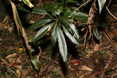Elaeocarpus kirtonii