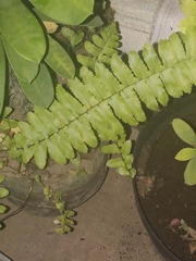 Nephrolepis exaltata