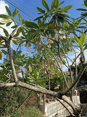 Plumeria obtusa