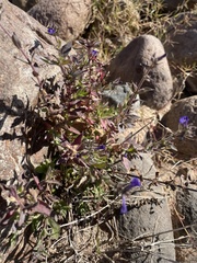 Stemodia durantifolia