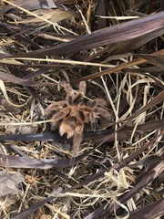 Grammostola rosea