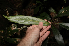 Elaeocarpus kirtonii