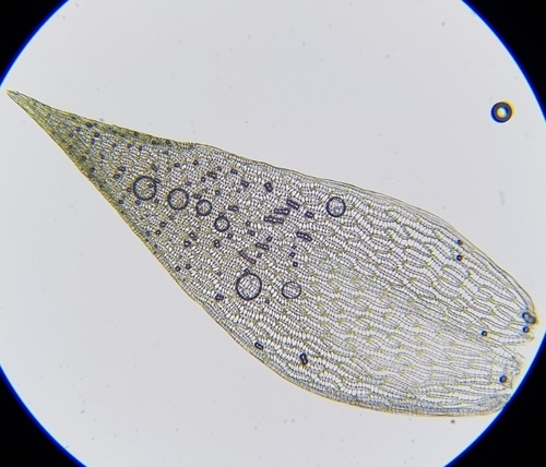 Image of Sphagnum flexuosum by (c) Helen Waterman, some rights reserved (CC BY)