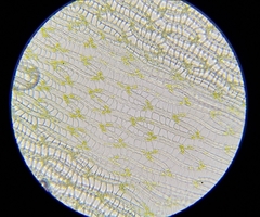 Sphagnum flexuosum