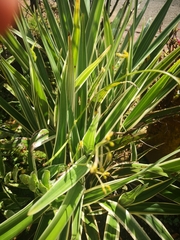 Yucca filamentosa variegata
