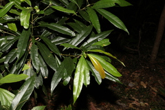 Elaeocarpus kirtonii