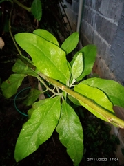 Varronia cylindrostachya