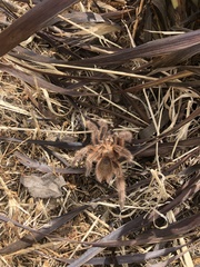 Grammostola rosea
