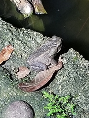 Rhinella marina